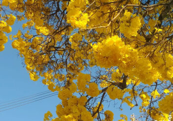 A PRIMAVERA TRAZ NOVOS DESAFIOS E OPORTUNIDADES